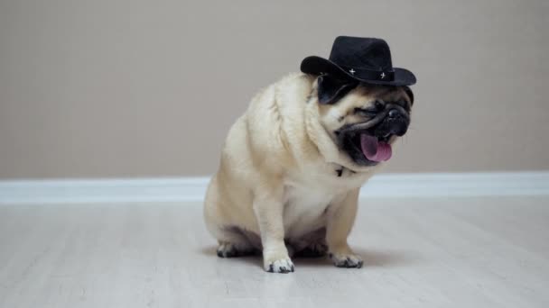 Vicces mopsz kutya cowboy pózban, cowboy kalapban, mint a sherif. - Felvétel, videó