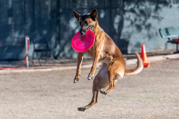 After catching a pink disc in mid air, a Belgian Malinois drops to the grass - Photo, Image