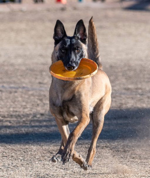 Happy Malinois running with a disc in her mouth - Photo, Image