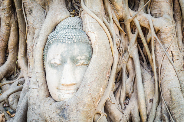 Buddha head statue - Photo, Image