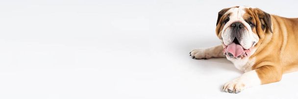 An English Bulldog is lying with its mouth open on a white background. The English Bulldog is a purebred dog with a pedigree. The breed of dog belongs to the moloss group. Panoramic frame. - Fotó, kép