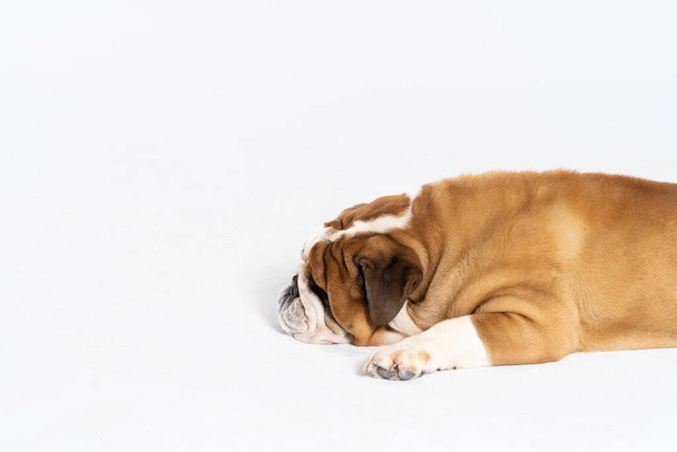 An English Bulldog is lying down with its mouth closed on a white background. The English Bulldog is a purebred dog with a pedigree. The breed of dog belongs to the moloss group. - Valokuva, kuva
