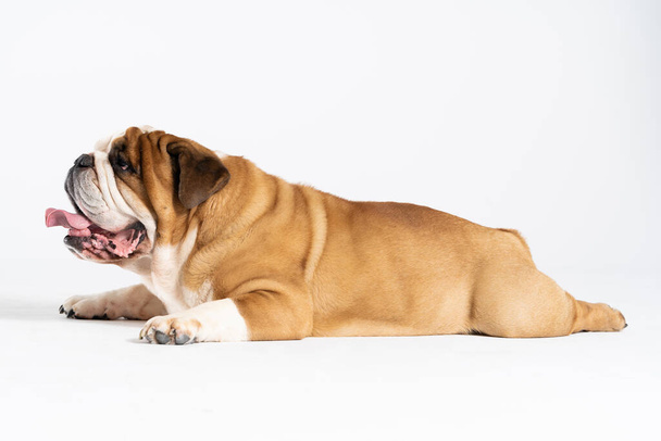 Egy angol bulldog nyitott szájjal fekszik fehér alapon. Az angol bulldog egy fajtiszta kutya egy származású. A kutyafajta a moloss csoporthoz tartozik.. - Fotó, kép