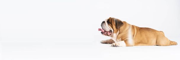 Englantilainen bulldoggi makaa suu auki valkoisella taustalla. Englanti Bulldog on puhdasrotuinen koira, jolla on sukutaulu. Koirarotu kuuluu moloss-ryhmään. Panoraama runko. - Valokuva, kuva
