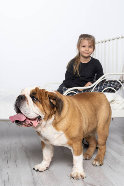 An English bulldog is standing by the bed and his beloved little girl is sitting on the bed to play with. A little girl and her four-legged pet. - Φωτογραφία, εικόνα