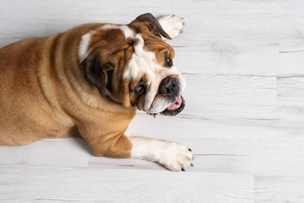 Top view as dog lies against white background. The English Bulldog is a purebred dog with a pedigree. The breed of dog belongs to the moloss group. - Fotografie, Obrázek