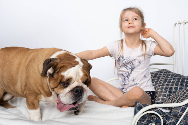 The dog jumped on the girls bed and wants to play. The English Bulldog is a purebred dog with a pedigree. - Фото, изображение
