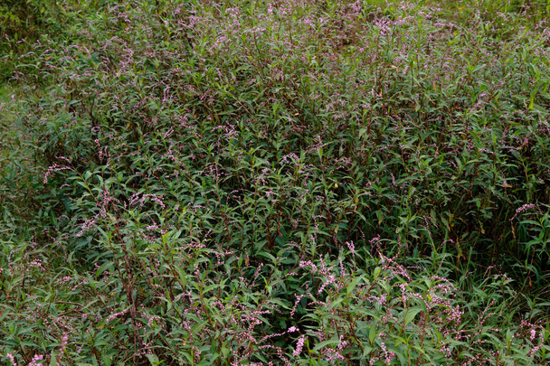Flor de la planta pulgar de la señora, familia de trigo sarraceno - Foto, imagen