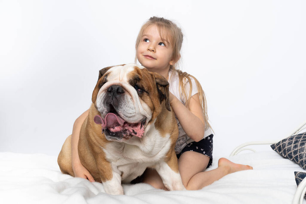 Young dreamy girl sits on the bed and hugs her friends belt. The English Bulldog is a purebred dog with a pedigree. - Fotoğraf, Görsel