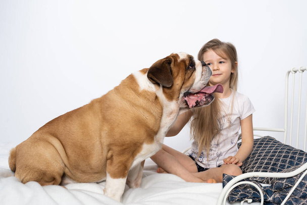 A young girl is sitting on the bed with her dog and is gently stroking him. Child and dog. The English Bulldog is a purebred dog with a pedigree. - Фото, зображення