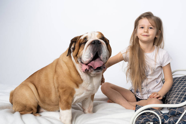 A young girl is sitting on the bed with her dog and is gently stroking him. Child and dog. The English Bulldog is a purebred dog with a pedigree. - Foto, afbeelding