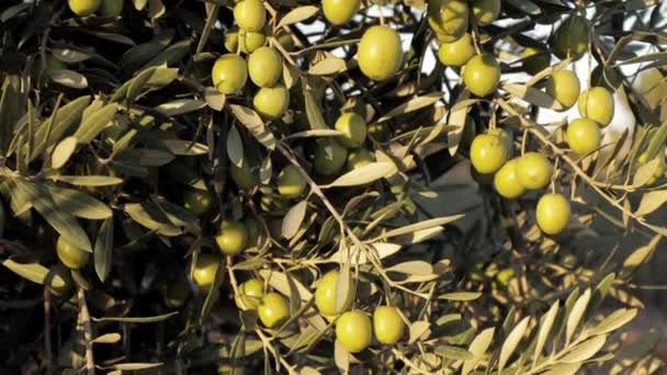 Oliivipuu auringonlaskussa. Kaunis tuore oliivi puussa. Vihreät hedelmät - Materiaali, video