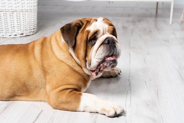 An English Bulldog is lying with its mouth open on a white background. The English Bulldog is a purebred dog with a pedigree. The breed of dog belongs to the moloss group. - Foto, immagini
