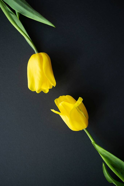 Flor a flor. Dos preciosos brotes de tulipán amarillo fresco se extienden uno hacia el otro sobre un fondo de papel negro. Un símbolo de amor y atracción mutua. Enfoque selectivo. Acostado. Copiar espacio - Foto, Imagen