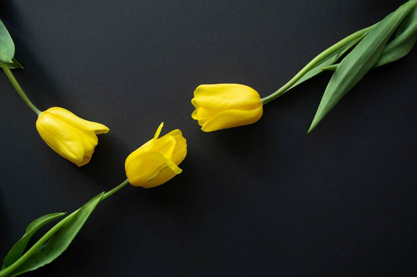 Three lovely fresh yellow tulip flowers are arranged in buds towards each other on a black paper background. Symbol of love, attraction to each other, as well as third extra or love triangle. Flat lay. - Photo, Image