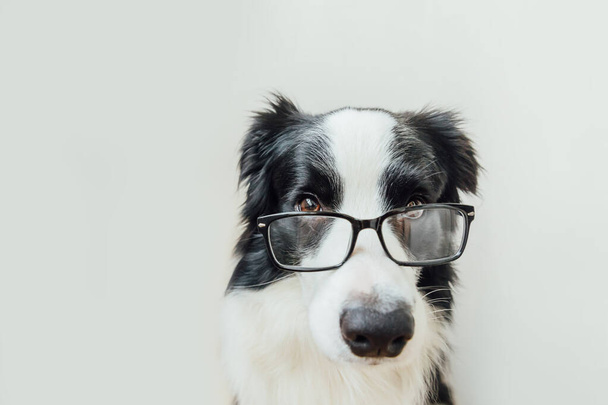 Funny studio portrait of smiling puppy dog border collie in eyeglasses isolated on white background. Little dog gazing in glasses. Back to school. Cool nerd style. Funny pets animals life concept - Photo, Image