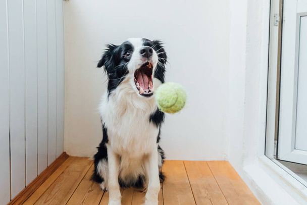 Funny portrait of cute smiling puppy dog border collie holding toy ball in mouth. New lovely member of family little dog at home playing with owner. Pet activity and games at home concept - Photo, Image