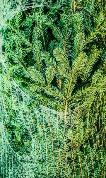Christmas tree packed for easy transportation in a net. Preparing for the New Year. Closeup image. - Foto, afbeelding