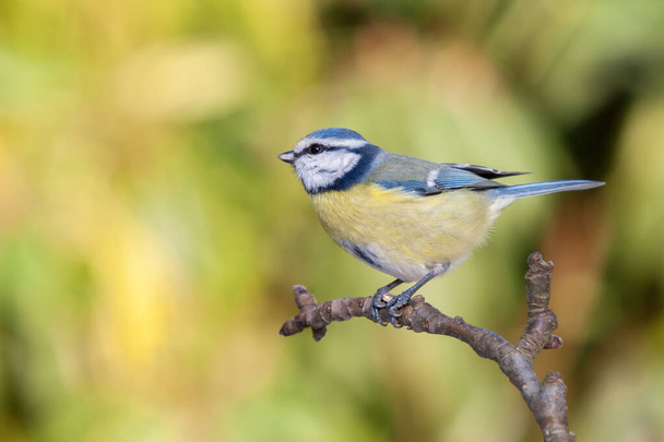 Young blue tit sitting on a gnarled willow branch - 写真・画像