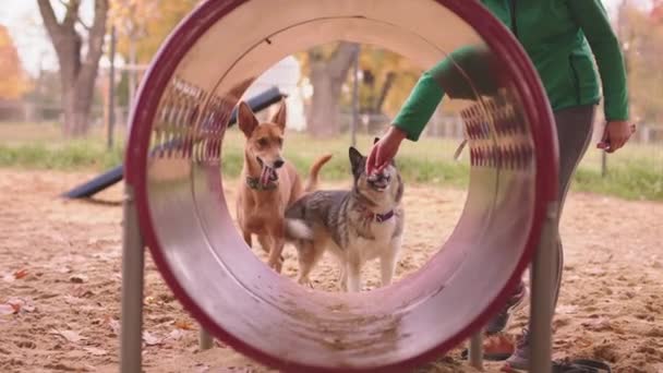 Dva psi a žena pes trenér v přední části agility tunel - Záběry, video