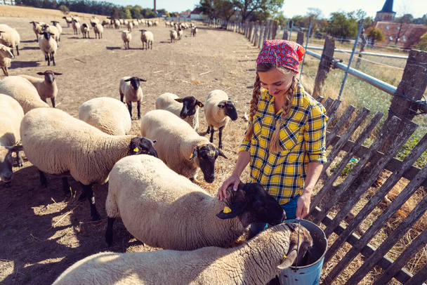 羊の群れを持つ優しい女性 - 写真・画像