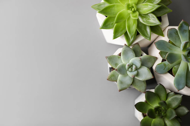 Beautiful succulents on light grey table, flat lay. Space for text - Fotografie, Obrázek