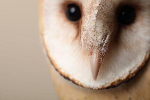 Beautiful common barn owl on beige background, closeup - 写真・画像