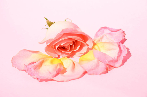φρέσκα όμορφα πέταλα λουλουδιών με τριαντάφυλλο στο φως φόντο, ρομαντική ιδέα, κοντινή θέα   - Φωτογραφία, εικόνα
