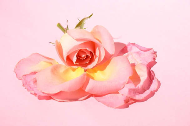 fresh beautiful flower petals with rose on light background, romantic concept, close view   - Photo, image