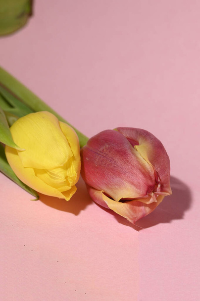 hermosos tulipanes frescos sobre fondo brillante, concepto de verano, vista cercana   - Foto, Imagen