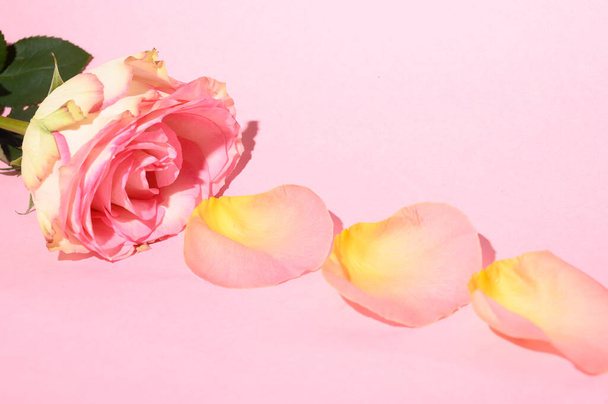 fresh beautiful flower petals with rose on light background, romantic concept, close view   - Foto, Imagen