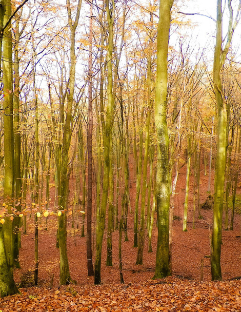 Forêt polonaise en automne. Concept de nature. - Photo, image