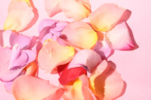 fresh beautiful rose flower petals on light background, romantic concept, close view   - Photo, Image