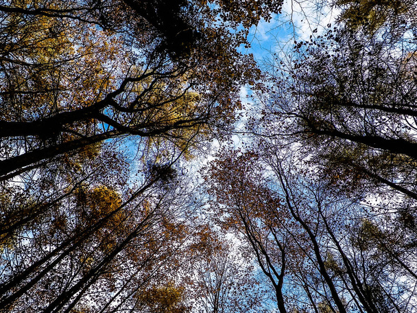 Árboles otoñales contra el cielo azul como fondo natural. - Foto, Imagen