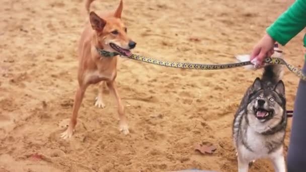 Honden uitlaten. Jonge vrouw hondentrainer houdt 2 honden aan de lijn en leert hen de obsticle te beklimmen - Video
