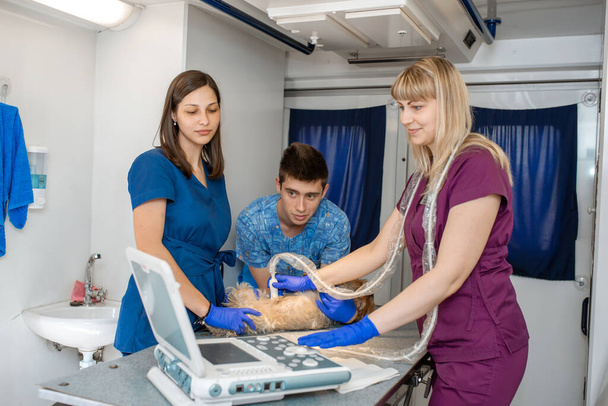 Professional pet doctors doing ultrasound scan for dog breed yorkshire terrier inside pet ambulance car - 写真・画像