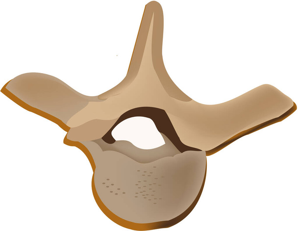 huesos del cuerpo humano vértebras torácicas - Vector, imagen