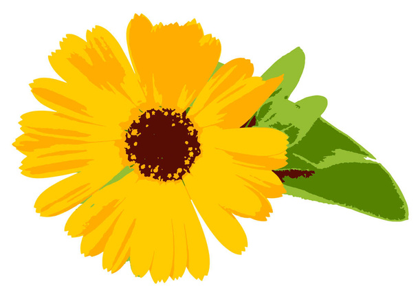 Piękny kwitnący żółty marigold na białym tle. Calendula officinalis, marigold garnek, ruddles, wspólne marigold lub Scotch marigold, jest rośliną kwitnącą w stokrotki rodziny Asteraceae - Zdjęcie, obraz