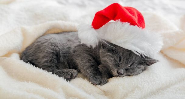 Christmas gray british cat portrait. Kitten in santa claus hat sleeping on soft fluffy white plaid. New Year gray kitten cat sleeping. Cozy cat sleep dream. Long web banner - Fotografie, Obrázek