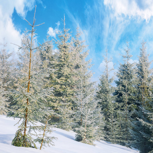 spruce forest on a misty morning. beautiful landscape in winter. misty weather with bright sky. hillside covered in snow - Foto, imagen