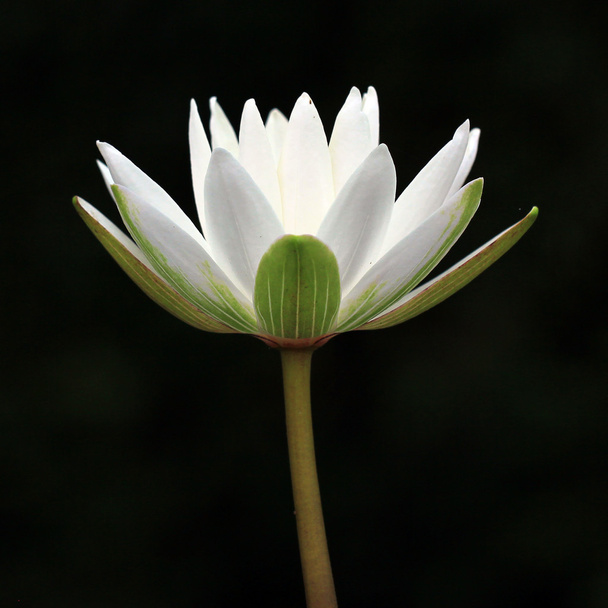 Beyaz lotus çiçeği - Fotoğraf, Görsel