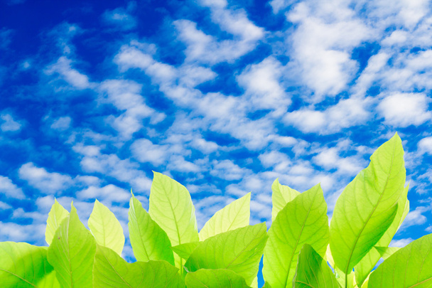 Зелене листя з прозорим небом для текстури тла
 - Фото, зображення