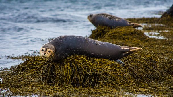 A seal in Iceland while relaxing on a rock. - 写真・画像