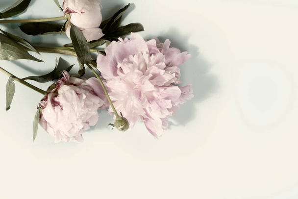 Fresh peony flowers - Valokuva, kuva