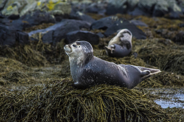 Una foca en Islandia mientras se relaja en una roca. - Foto, Imagen