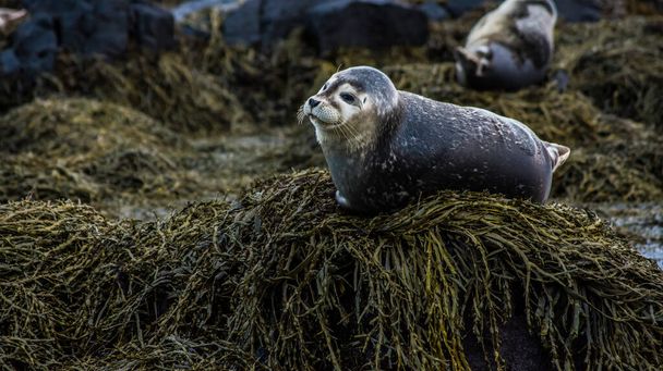 Una foca en Islandia mientras se relaja en una roca. - Foto, Imagen