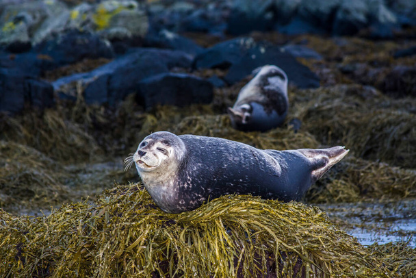 Una foca in Islanda mentre si rilassa su una roccia. - Foto, immagini