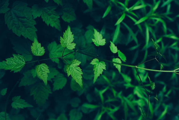 緑の葉の背景。美しい自然のテクスチャ - 写真・画像
