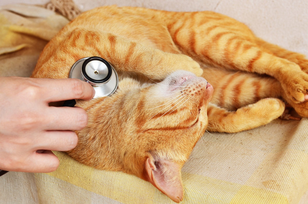 Gato en veterinario
 - Foto, imagen