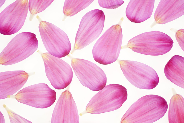 dahlia petals - Foto, imagen